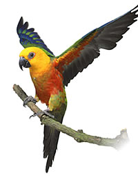 Veterinario Aves